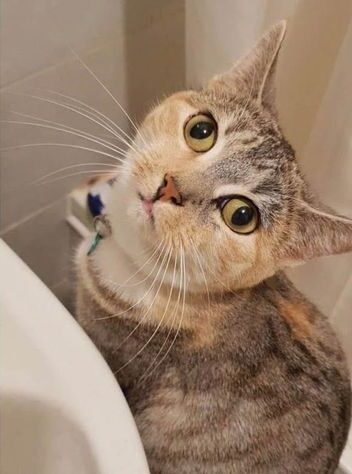 Cat Escapes Reykjavík Animal Services Via Window