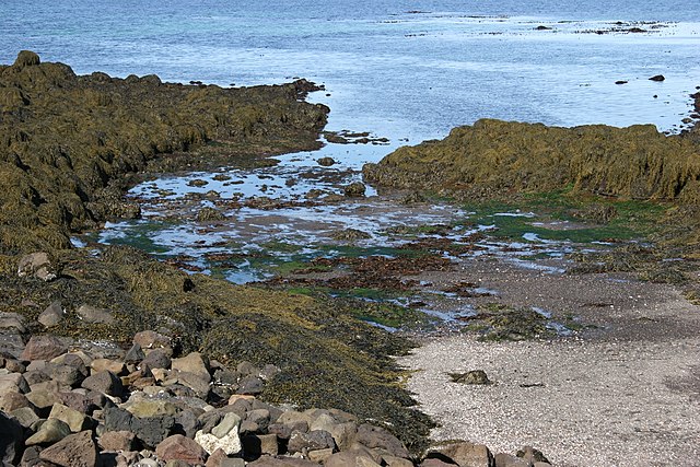 Facilities Will Grow Algae To Combat Climate Change