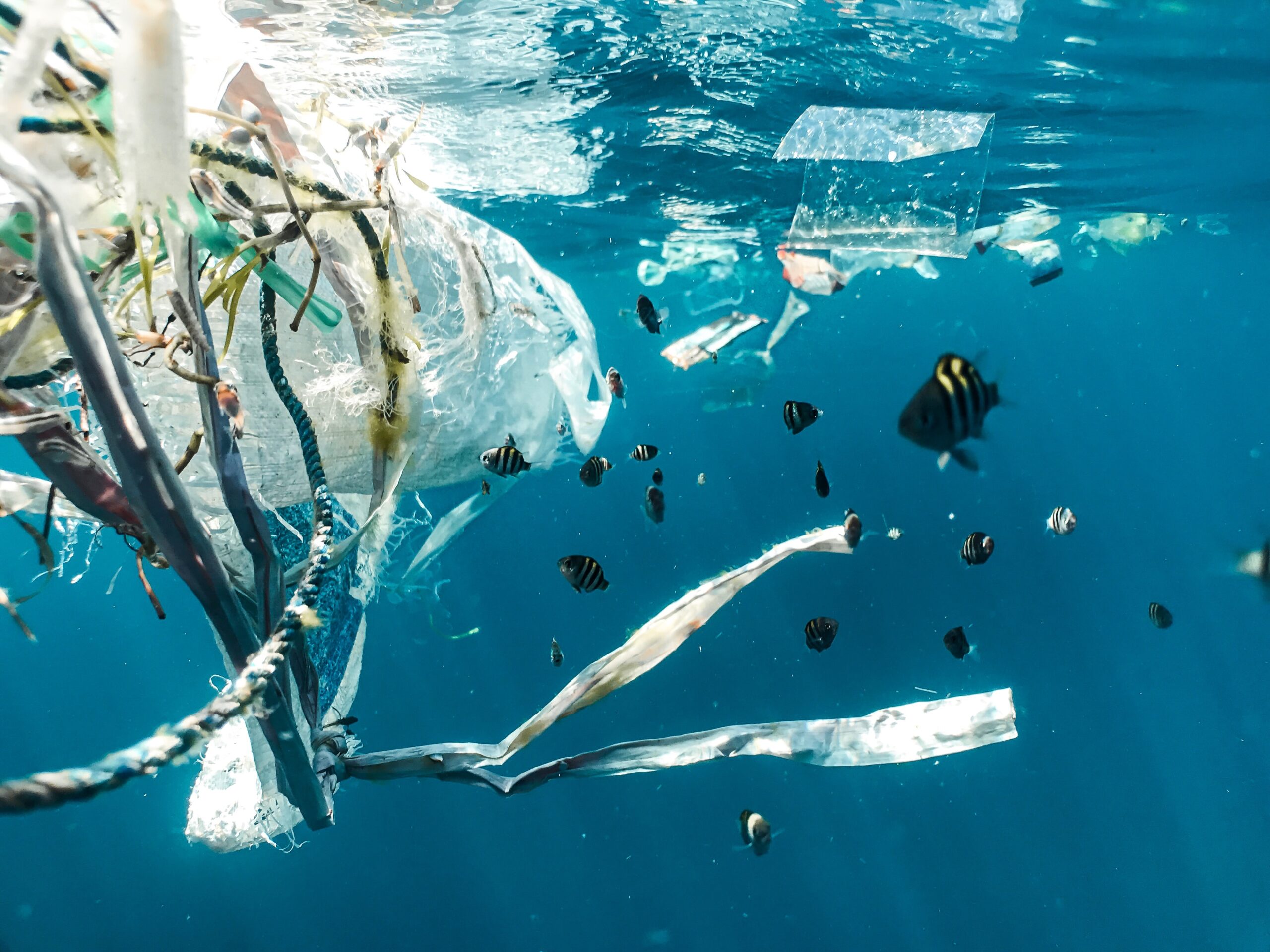 People Ingest Five Grams Of Plastic Each Week, Study Finds