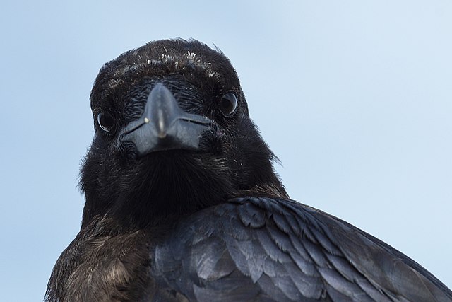 Icelandic Raven Makes Home In Construction Crane
