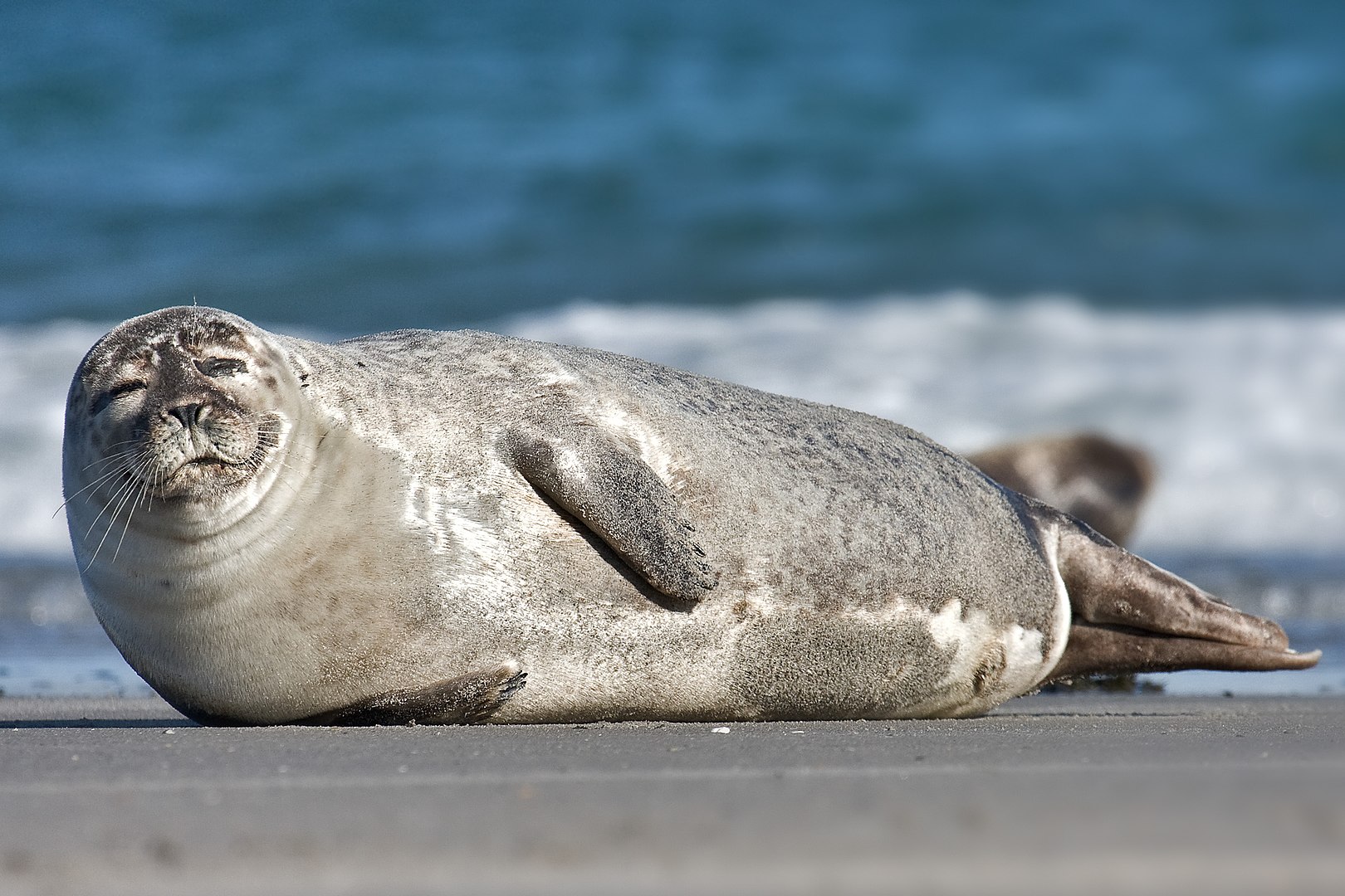 Seal Rescued At Reykjavík Harbour