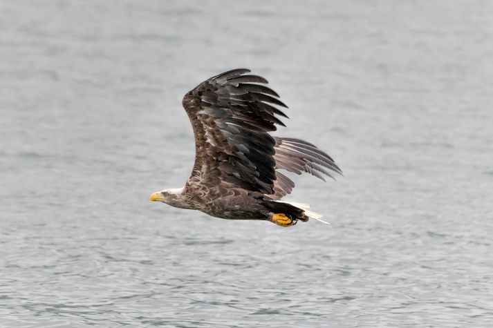 White-Tailed Eagles Seen In Mjóafjörður