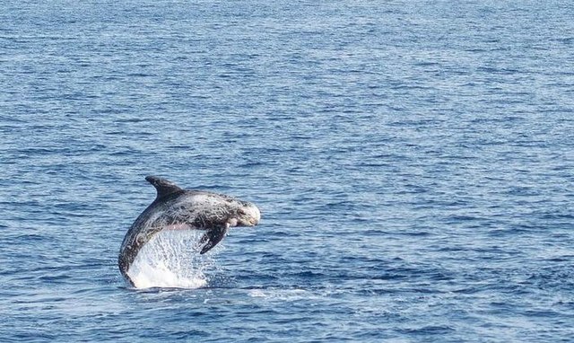 Two Risso’s Dolphins Wash Ashore