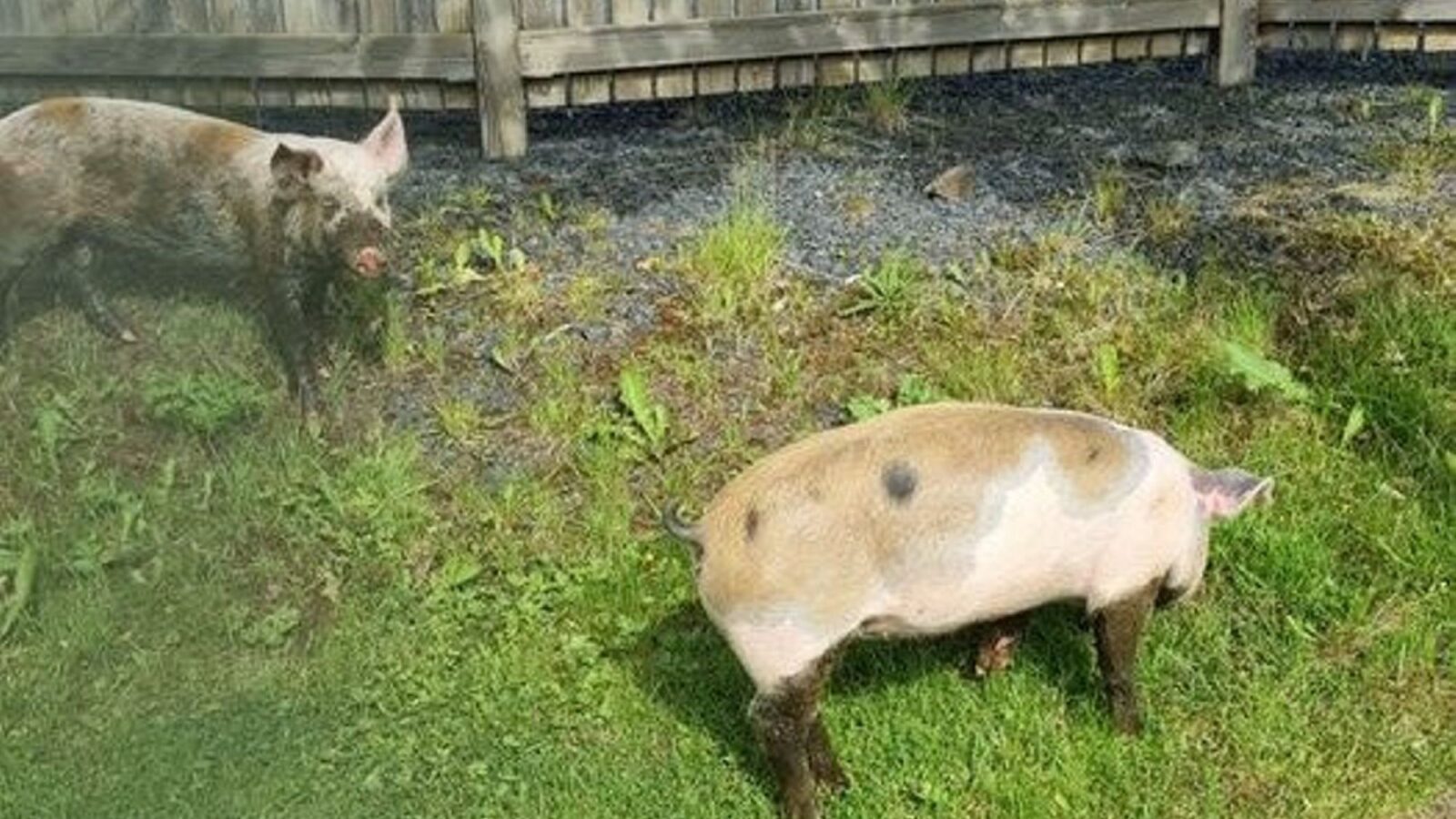 Two Pigs Wreak Havoc At Golf Course