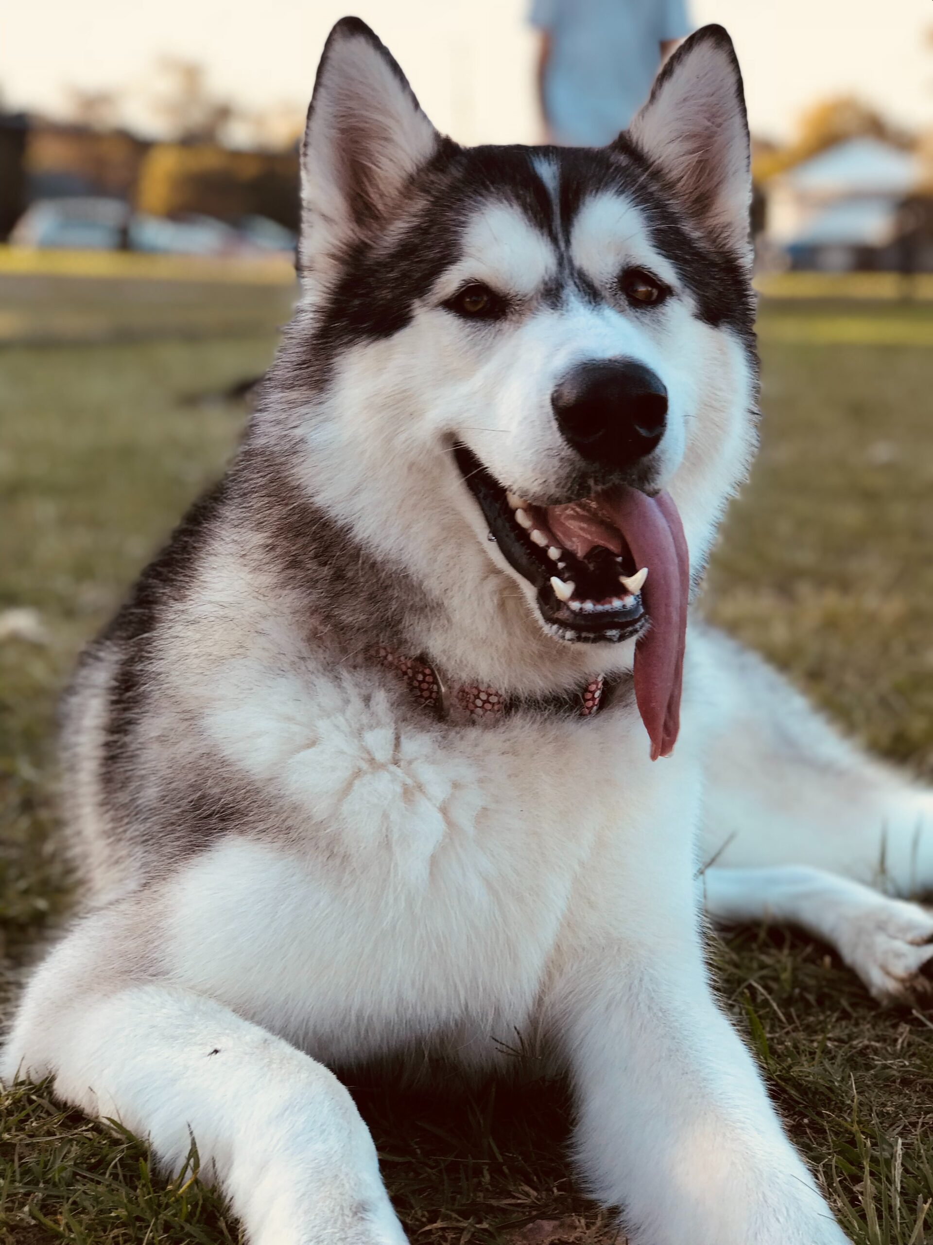 Couple Uses Dog Fur To Knit Garments