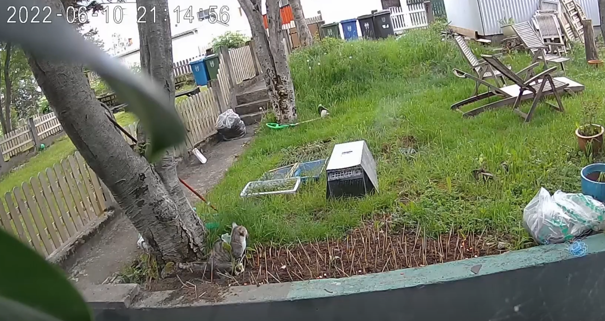 The Cat Returns