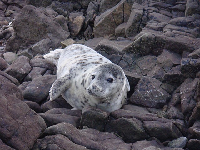 Rescued Seal Pup Receiving Care