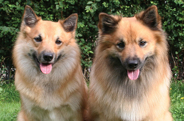 Day Of The Icelandic Sheepdog