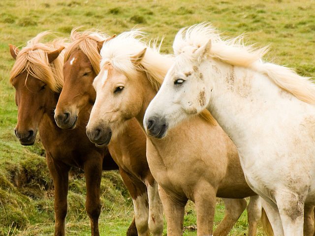 Icelandic Horse Social Network