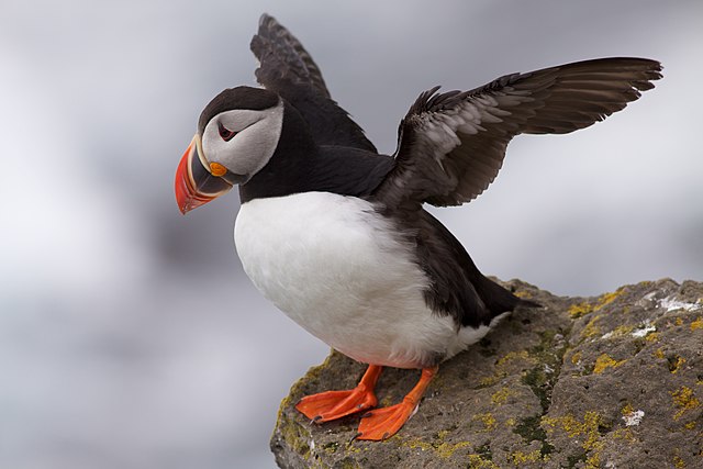 Puffin Saving Season Starts In The Westman Islands