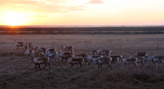 Reindeer Poaching Investigation Underway