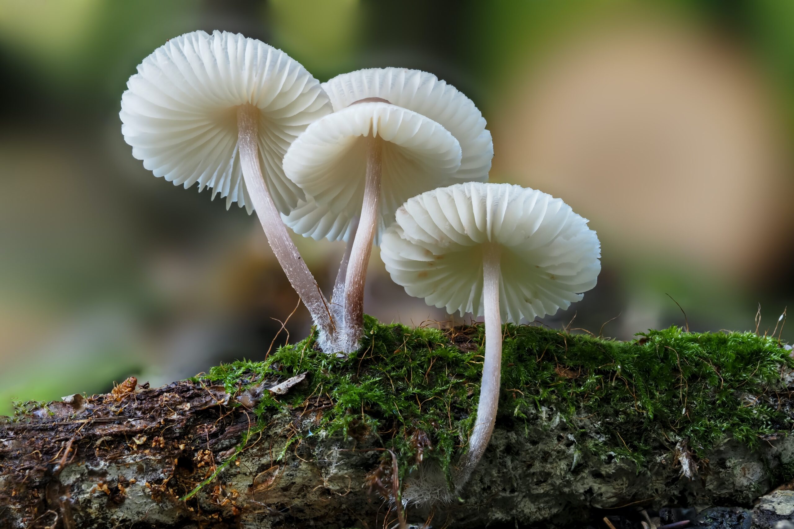 Hallucinogenic Mushrooms Hold Promise For Depression Treatment
