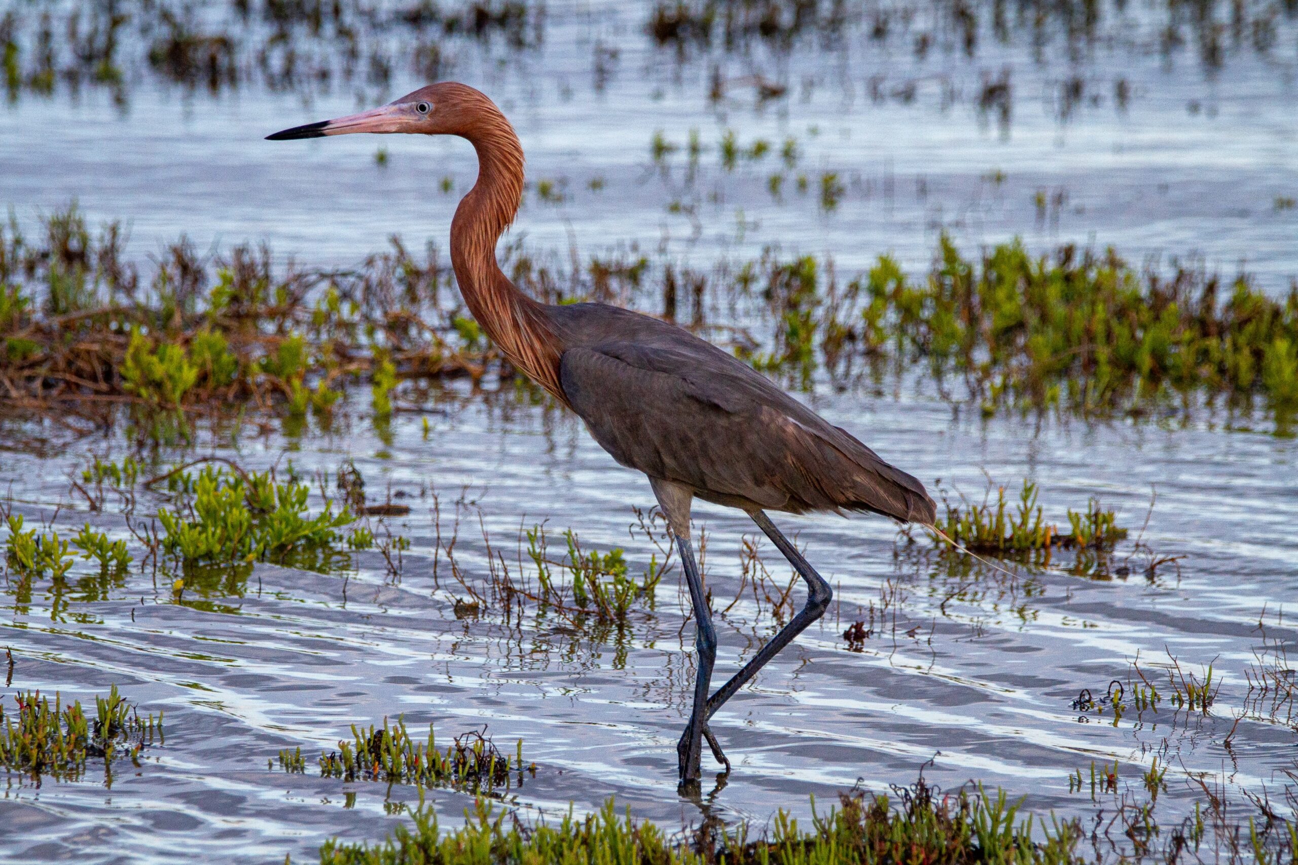 Red Heron Seen In Iceland For The First Time Since 1969