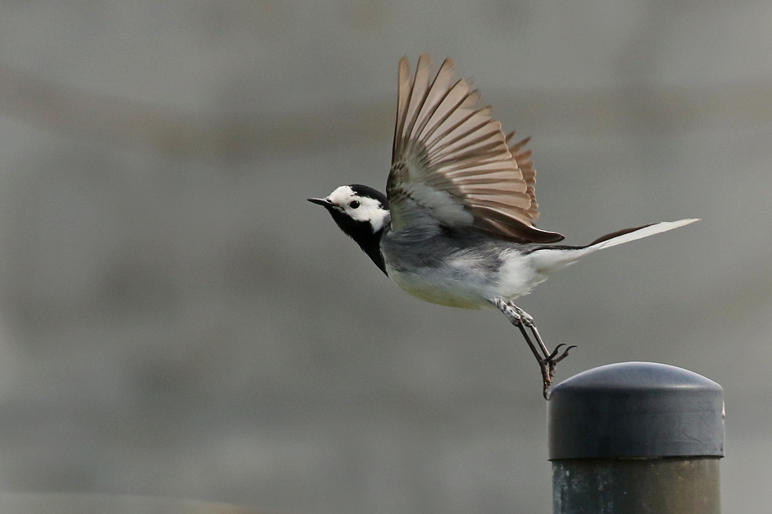 Bird Of The Year: White Wagtail