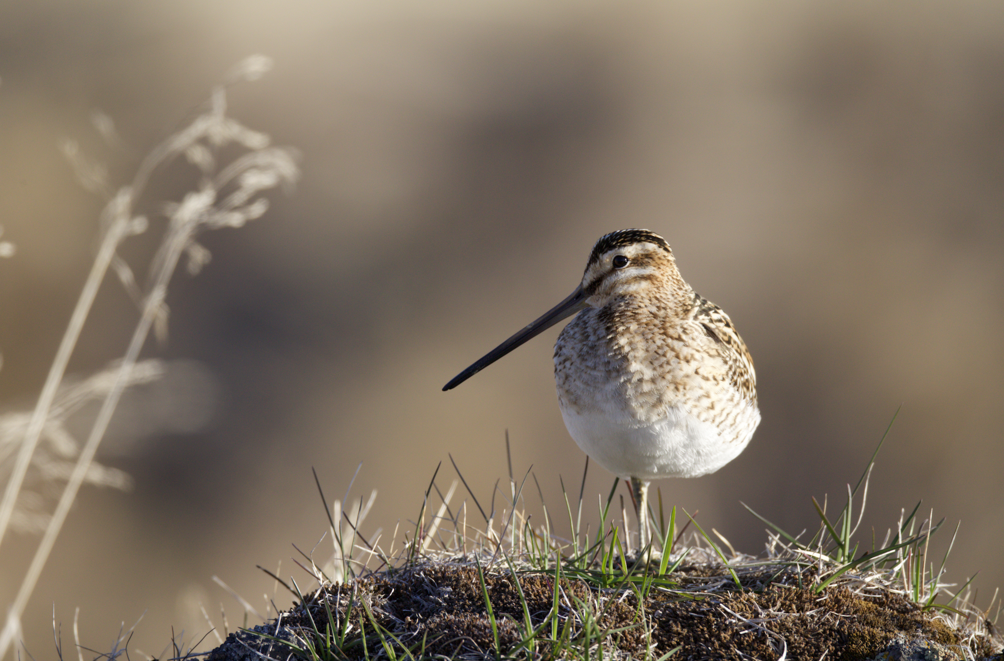 Voting Has Commenced For The Icelandic Bird Of The Year