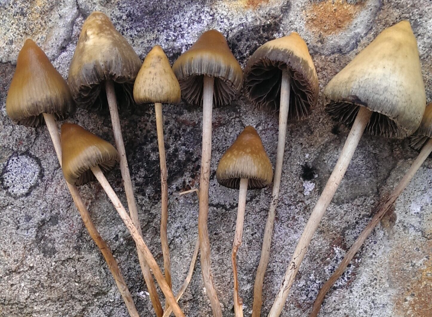 Broad Political Support For Legalising Psychedelic Mushrooms For Medical Purposes