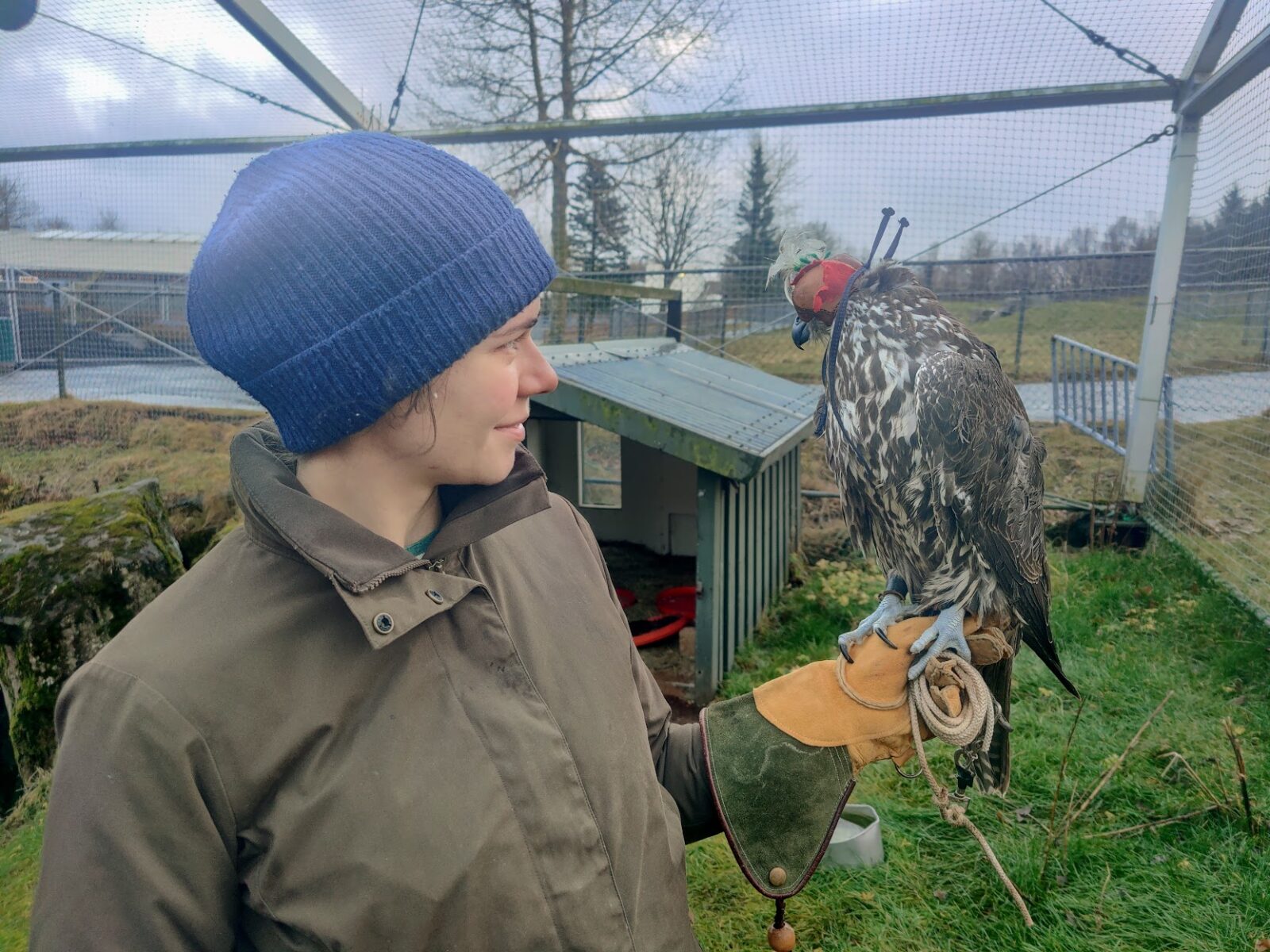 Falcon Enjoys Life Of Luxury At Reykjavík Zoo
