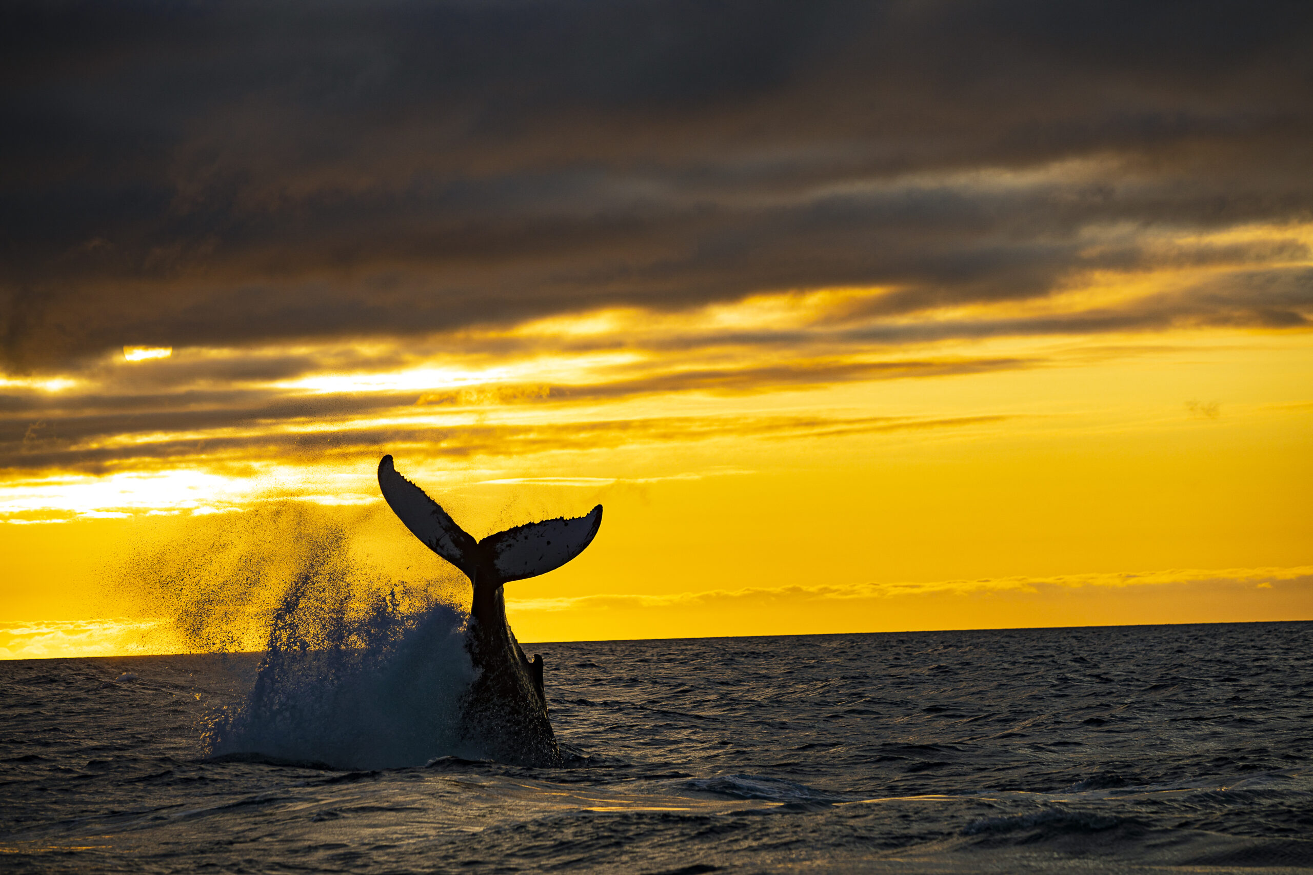 Whaling Ban Ended With Concession