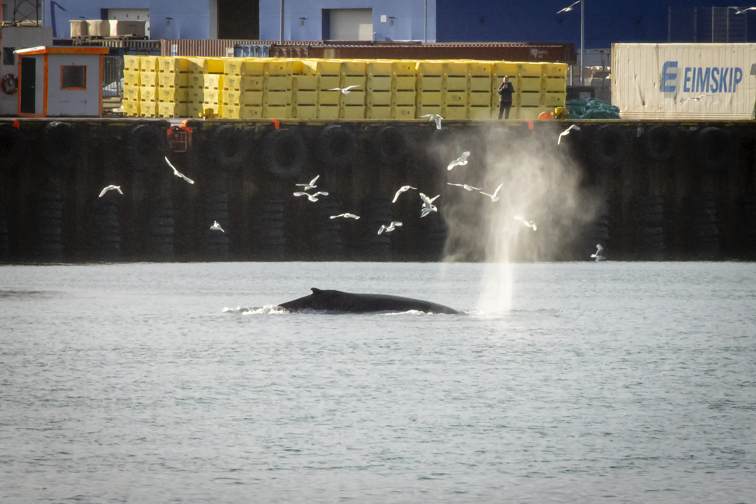What the news?! There’s No Negotiations With These Humpbacks