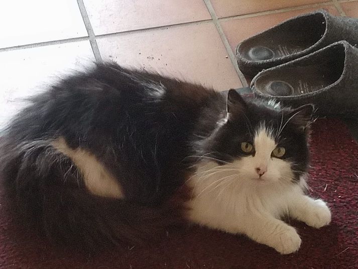 Cat Missing for Six Years Found Safe and Sound