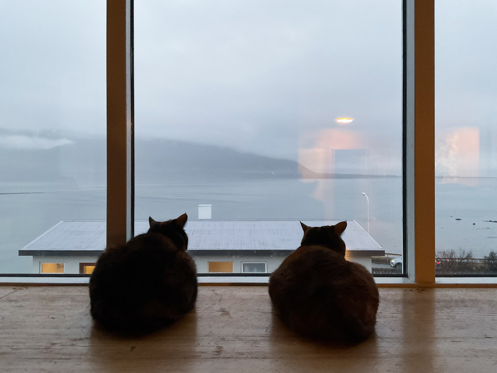 Pet Owners Demand Changes To Animal Import Regulations