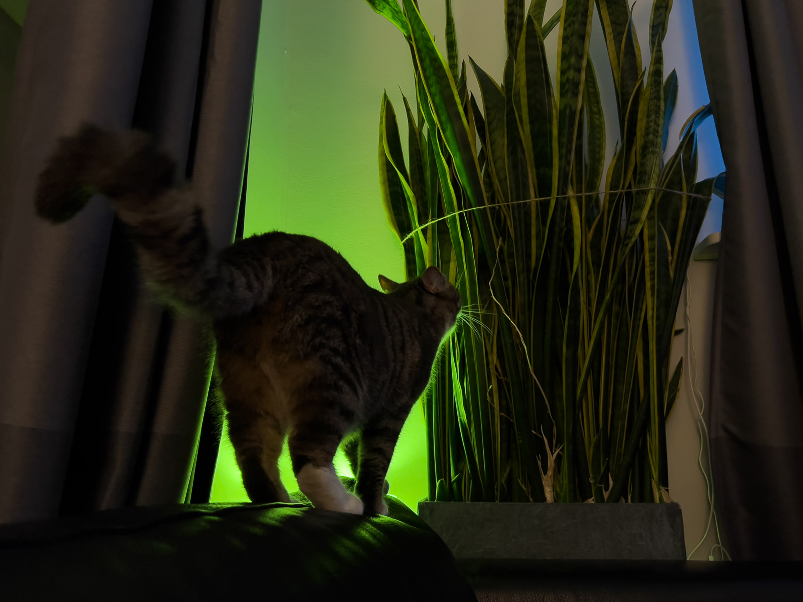 Cat That Survived Hafnarfjörður Fire Found