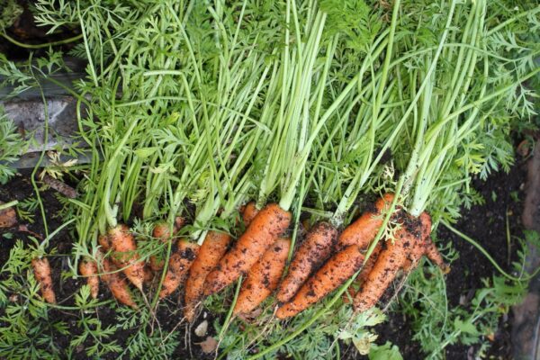 Reykjavík botanical garden Facebook Event carrots
