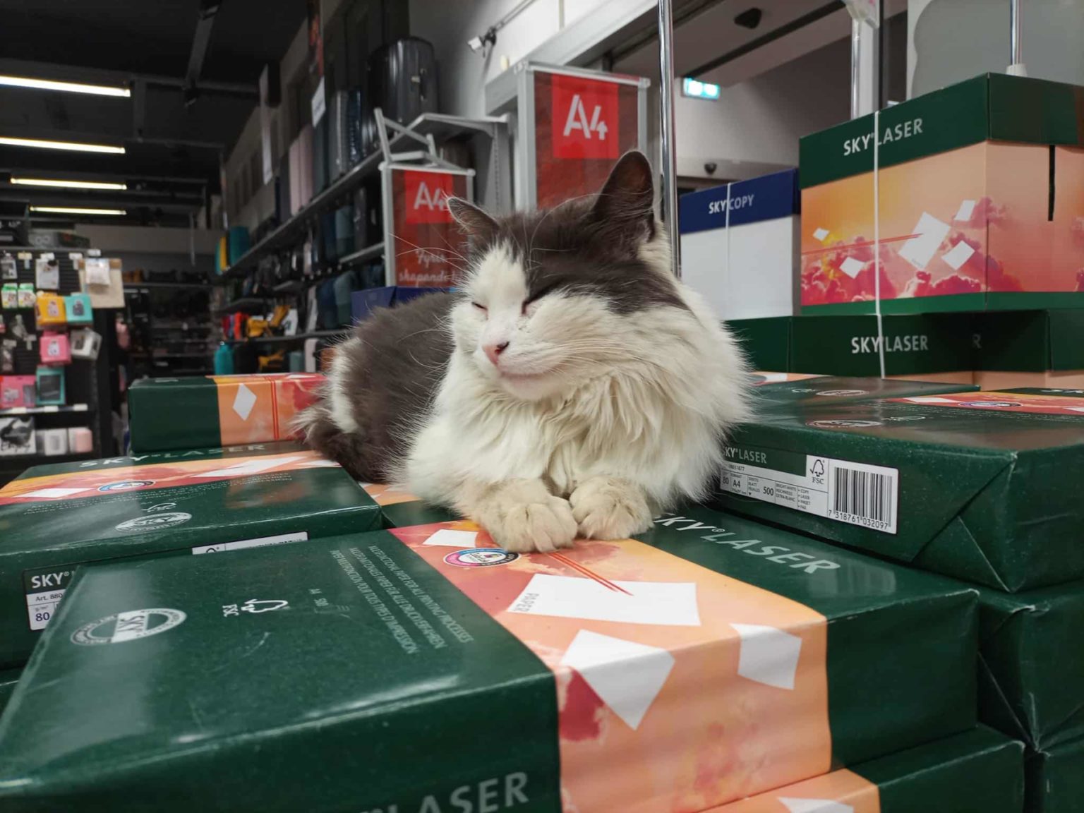 Famous Cat Banned From Hagkaup