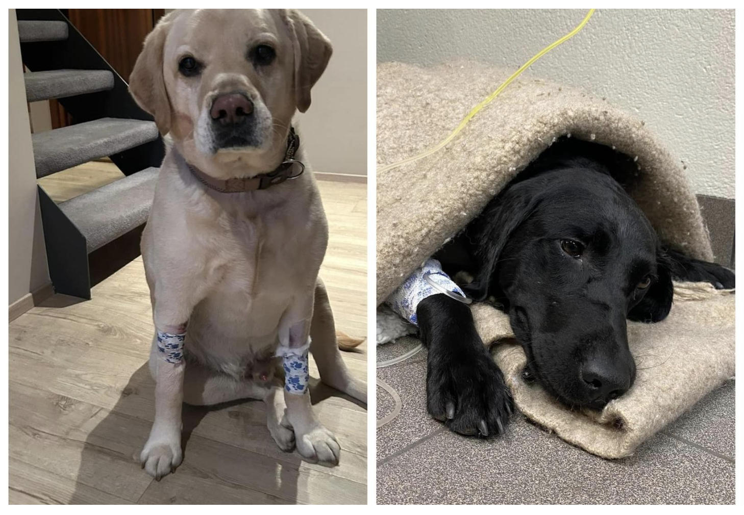 Akureyri Dog Saves Another Dog’s Life With A Blood Donation