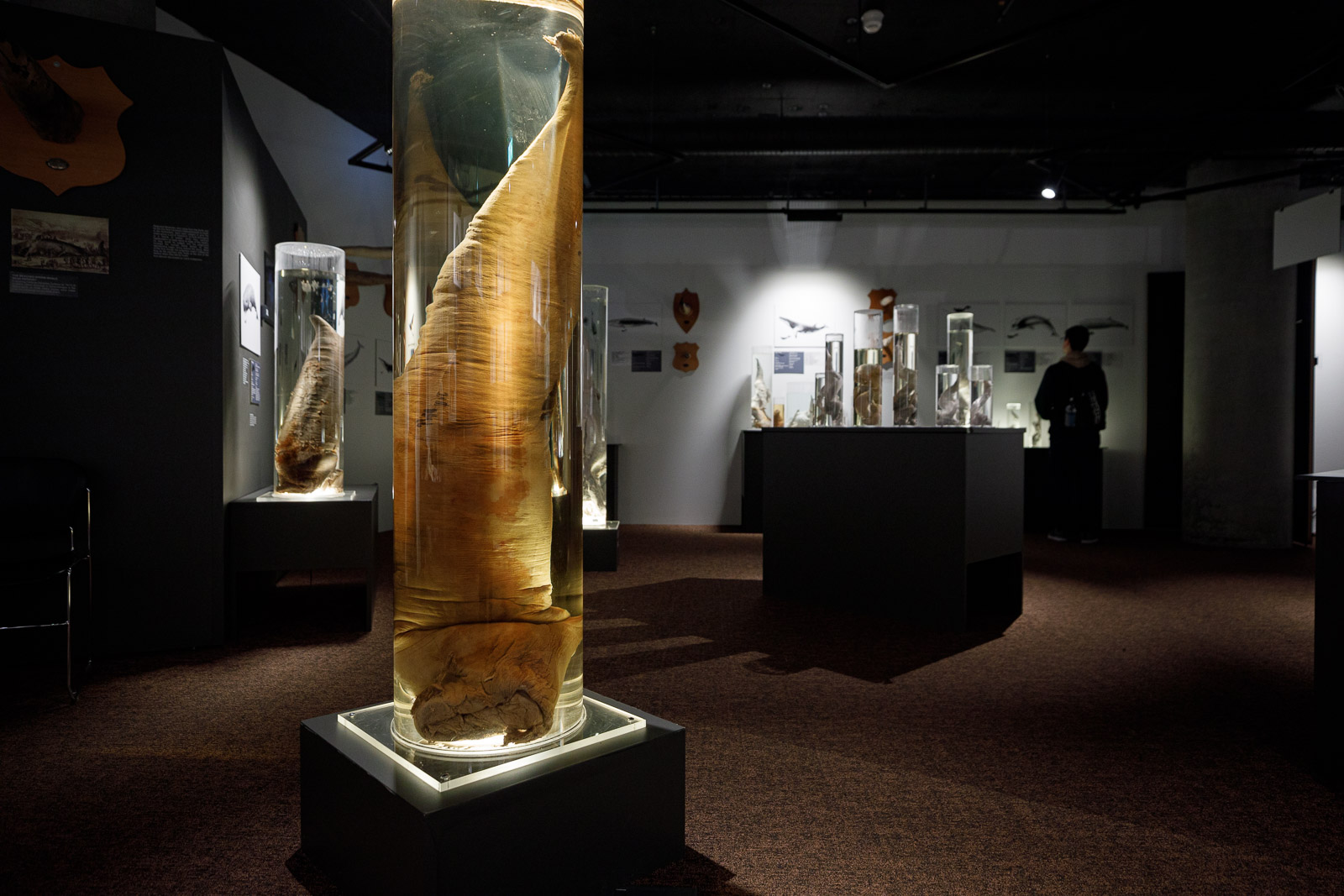 Walking Through A Phallic Wonderland