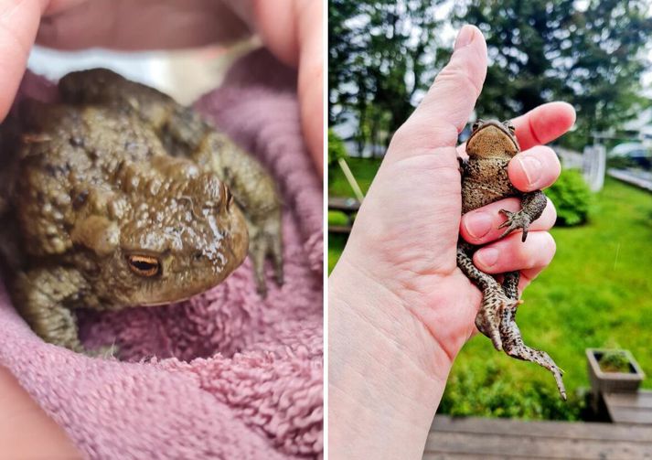 Frogs Swarm Garðabær Garden