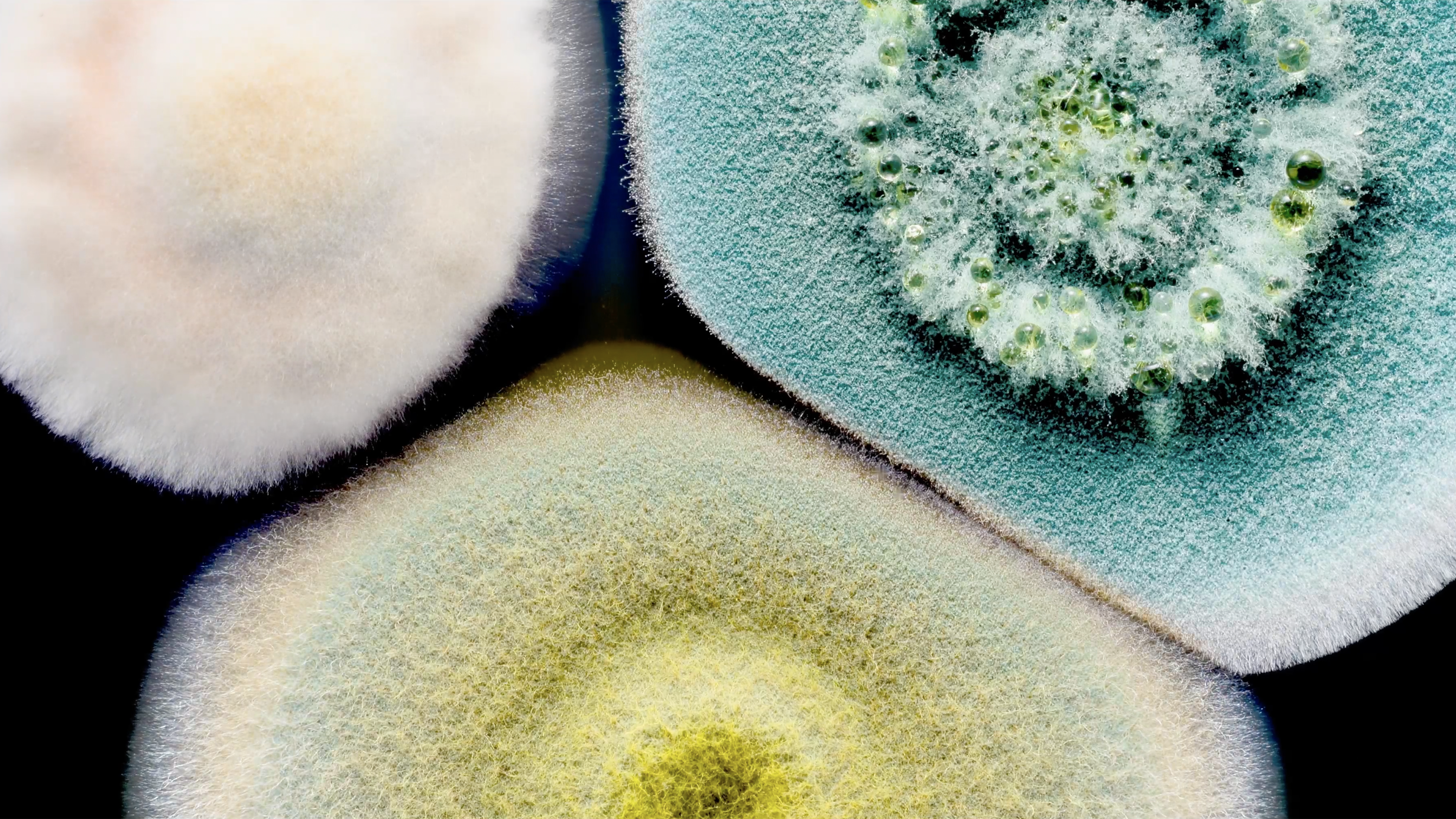 Fungal Magic, Narrated By Björk