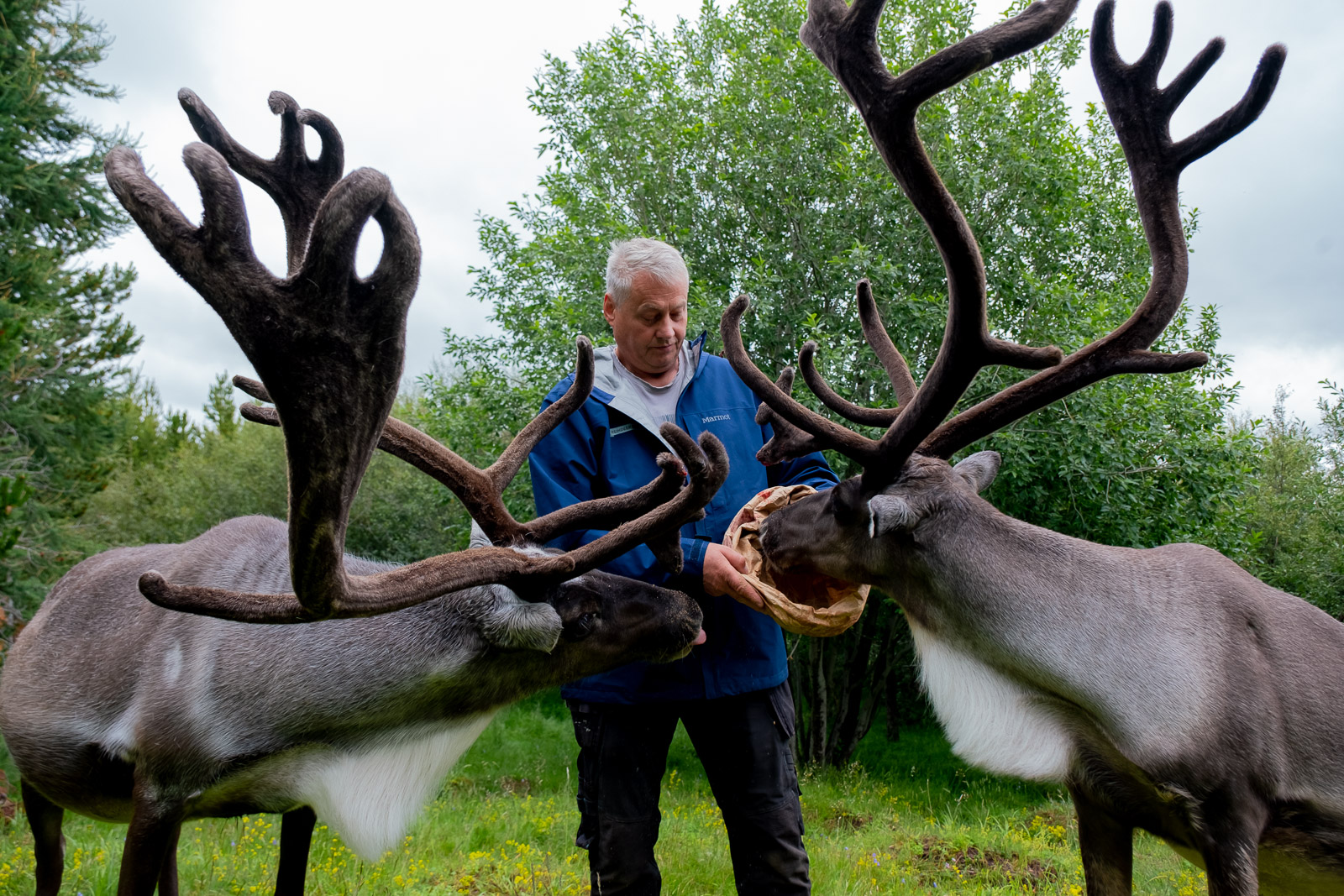 Three Little Reindeer: Visiting East Iceland’s Magical Reindeer Park