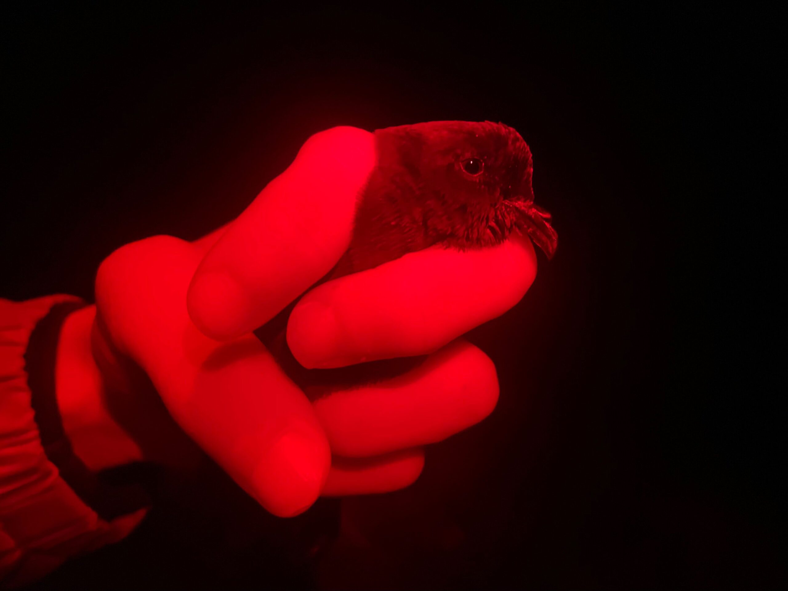 Adventure And Bird Conservation On (Not) Björk Island