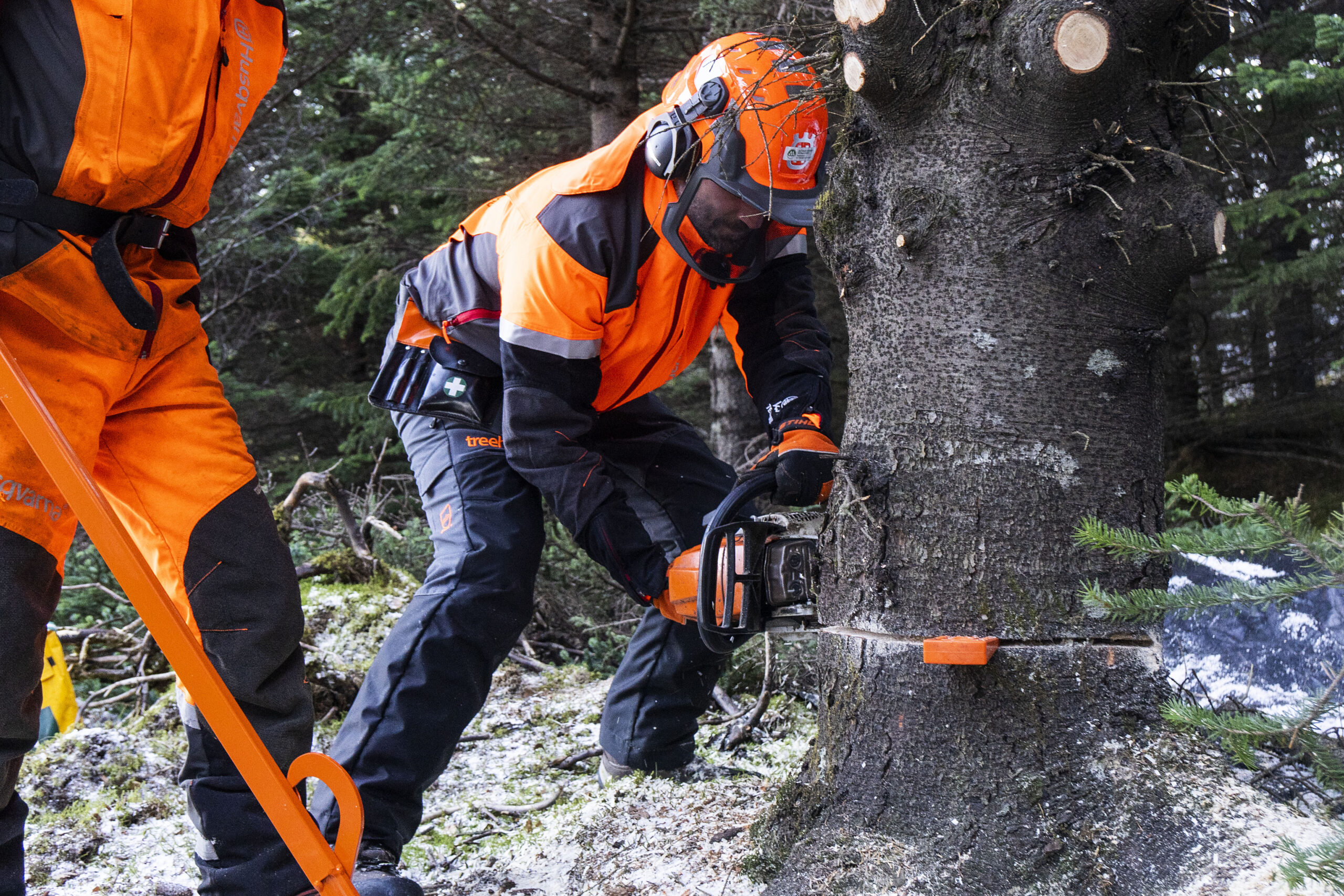 Reykjavík’s Oslo Tree Felled In Heiðmörk