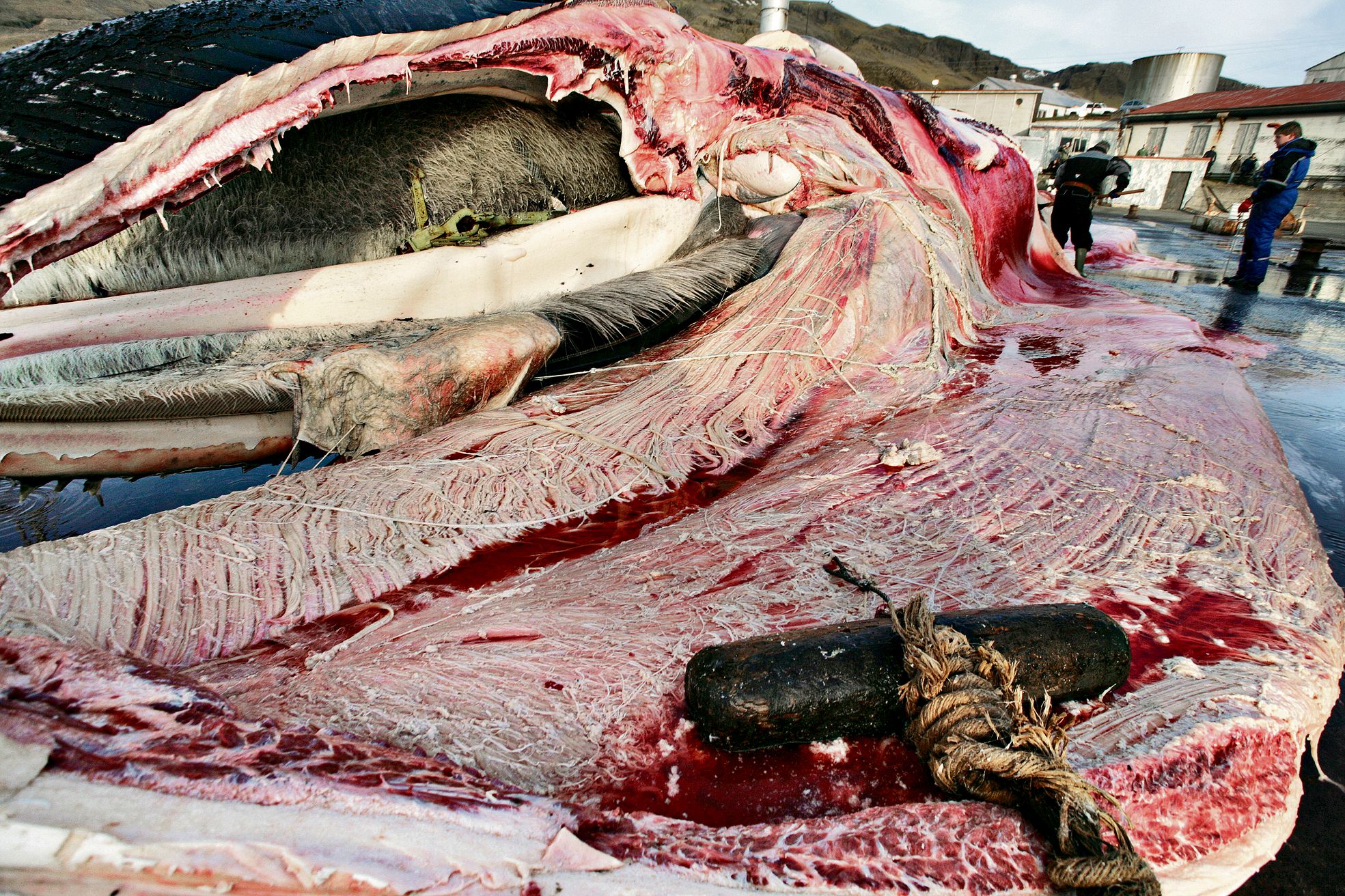 Whaling Is Back On The Table