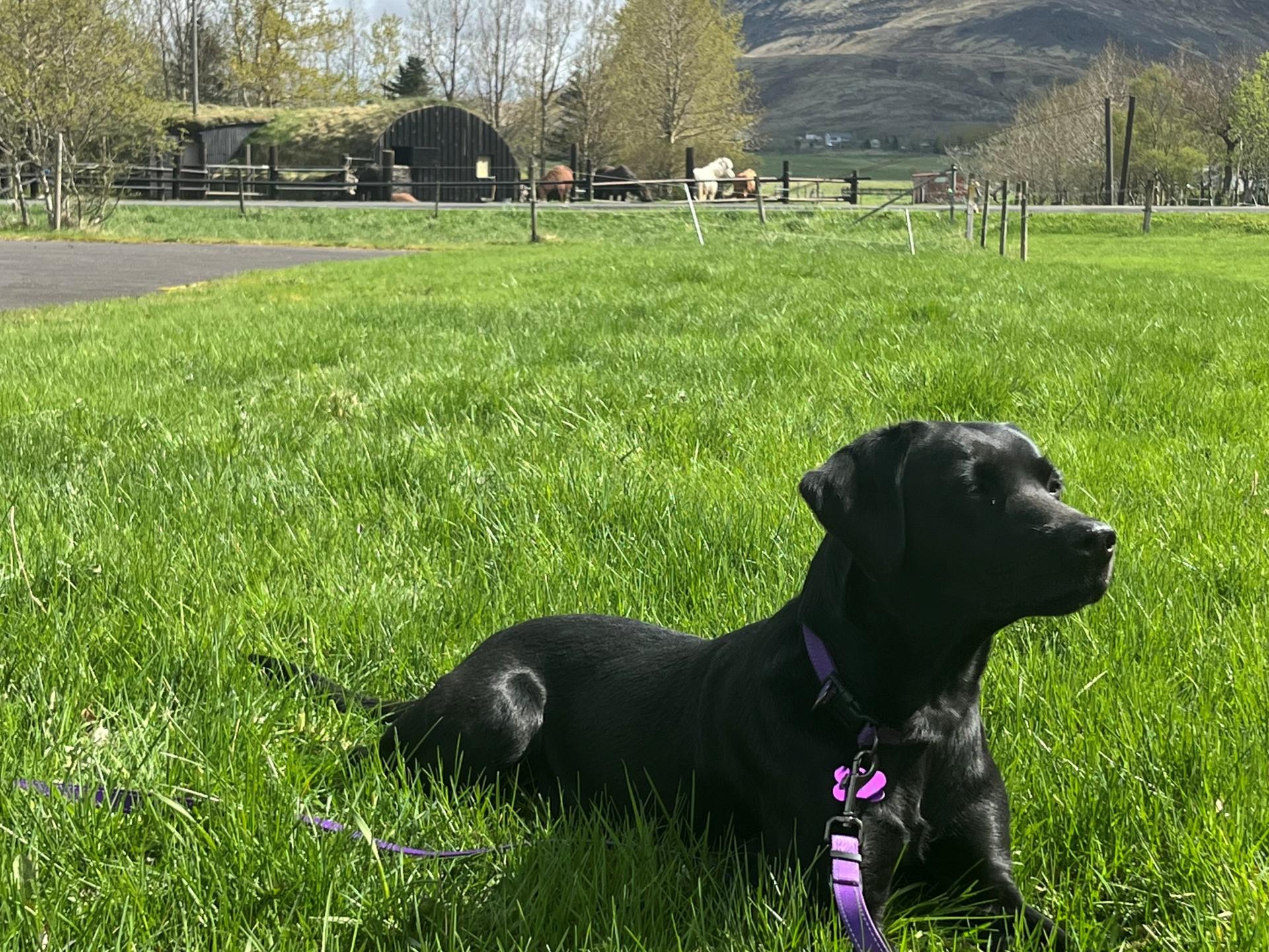 Dog Hired As Assistant Teacher In Reykjavík School