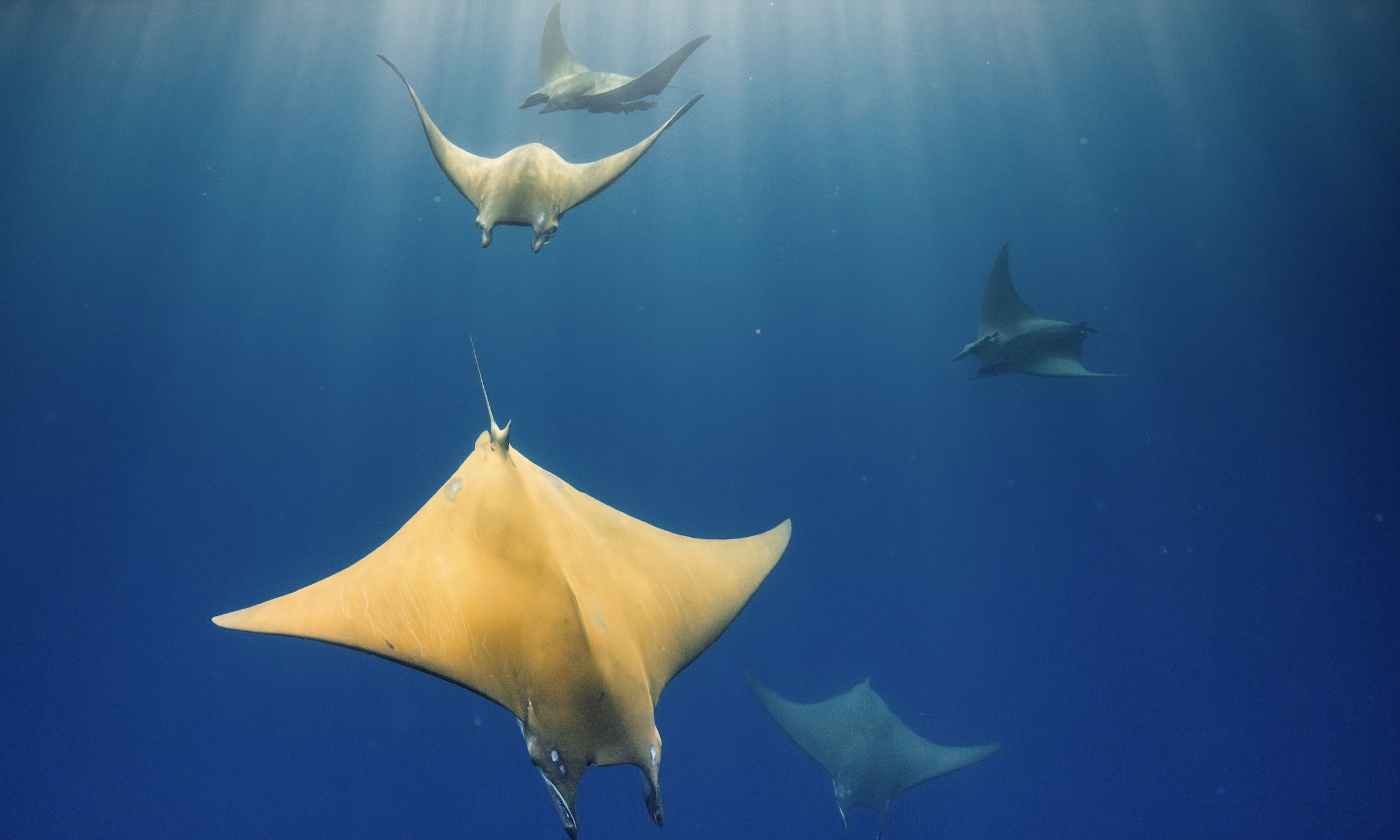 Hope Lies In Oceans: David Attenborough’s New Film Offers Warning And Hope