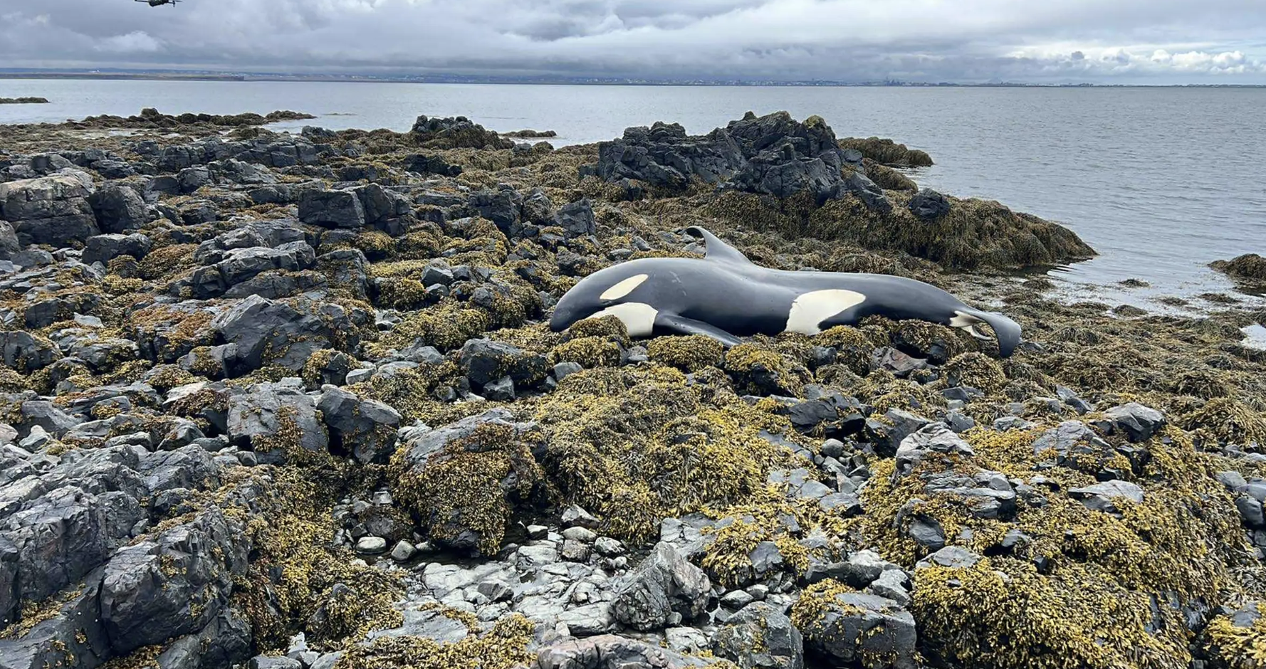 Stranded Orca Euthanised