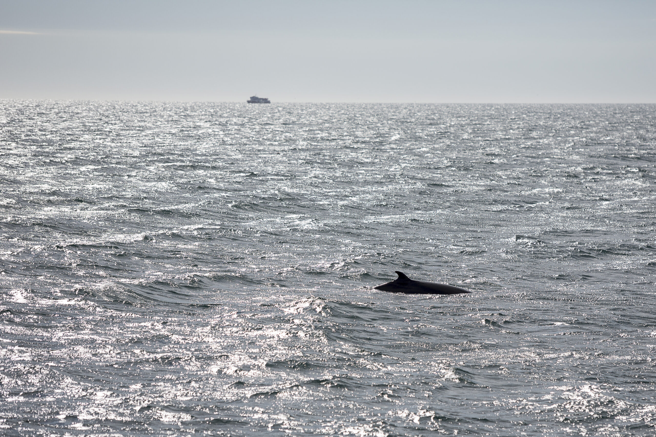 Pilot Whales Stranded In Ólafsfjörður Successfully Returned To Sea