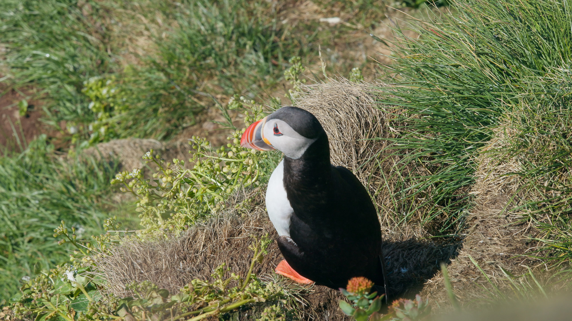 Japan Requested Icelandic Puffins For A Zoo