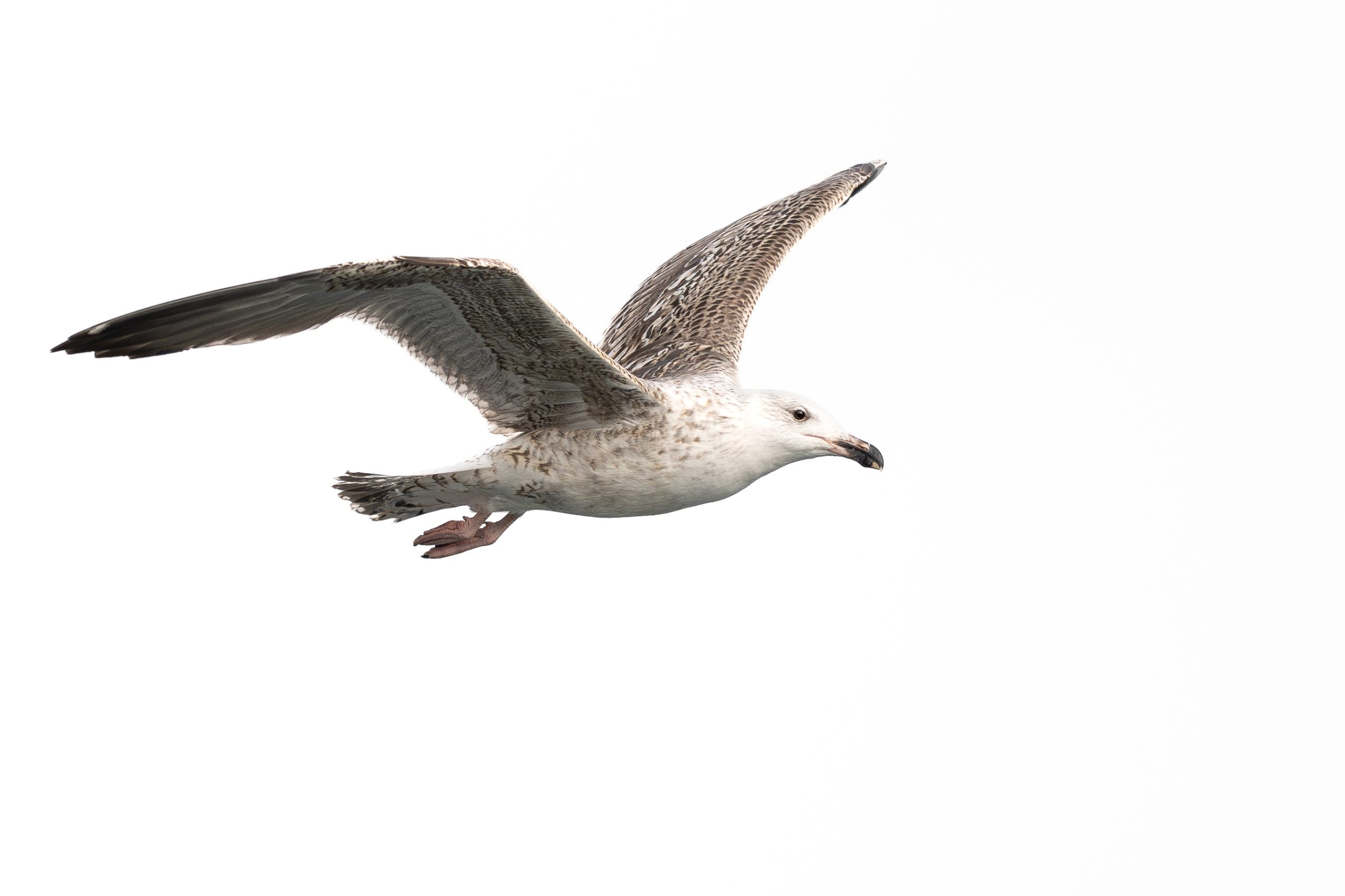 Great Black-Backed Gull Now Critically Endangered In Iceland