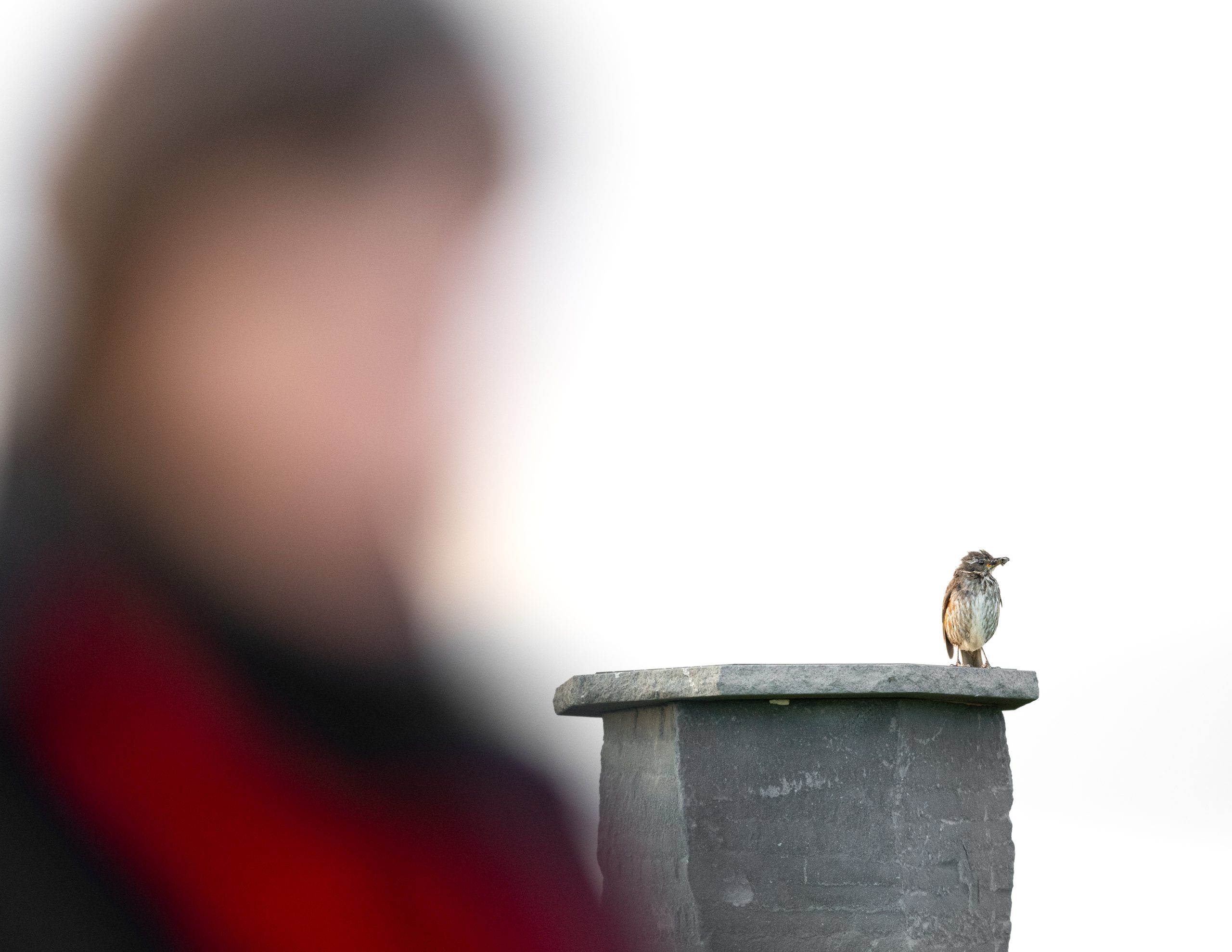Make Looking For Birds A Reasonable New Year’s Resolution
