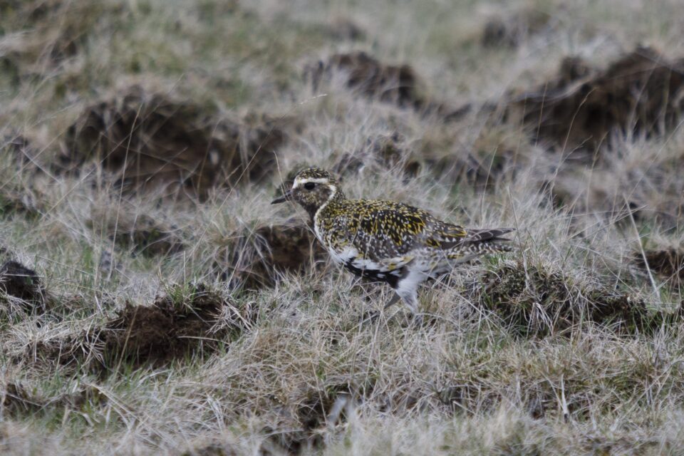 Spring Is Here: Lóa Spotted In Iceland