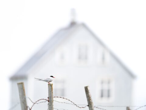 Best Of Reykjavík 2026: Best Of Birding