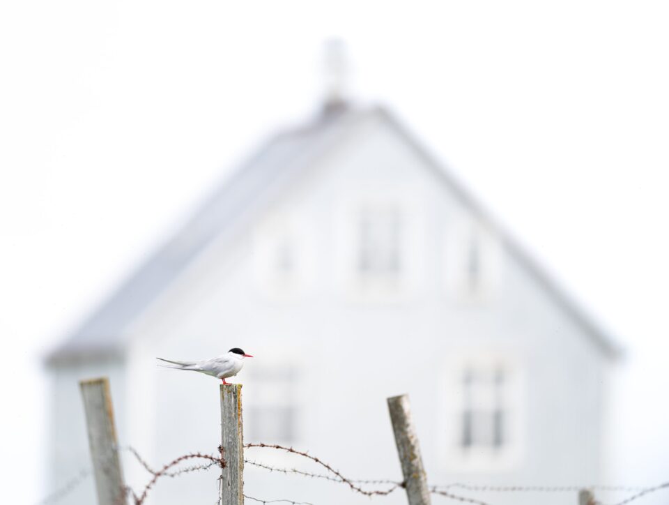 Best Of Reykjavík 2026: Best Of Birding