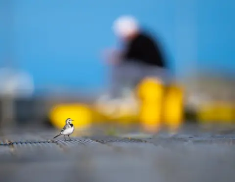 Following Birds, Finding People: Discovering Iceland Through Birding