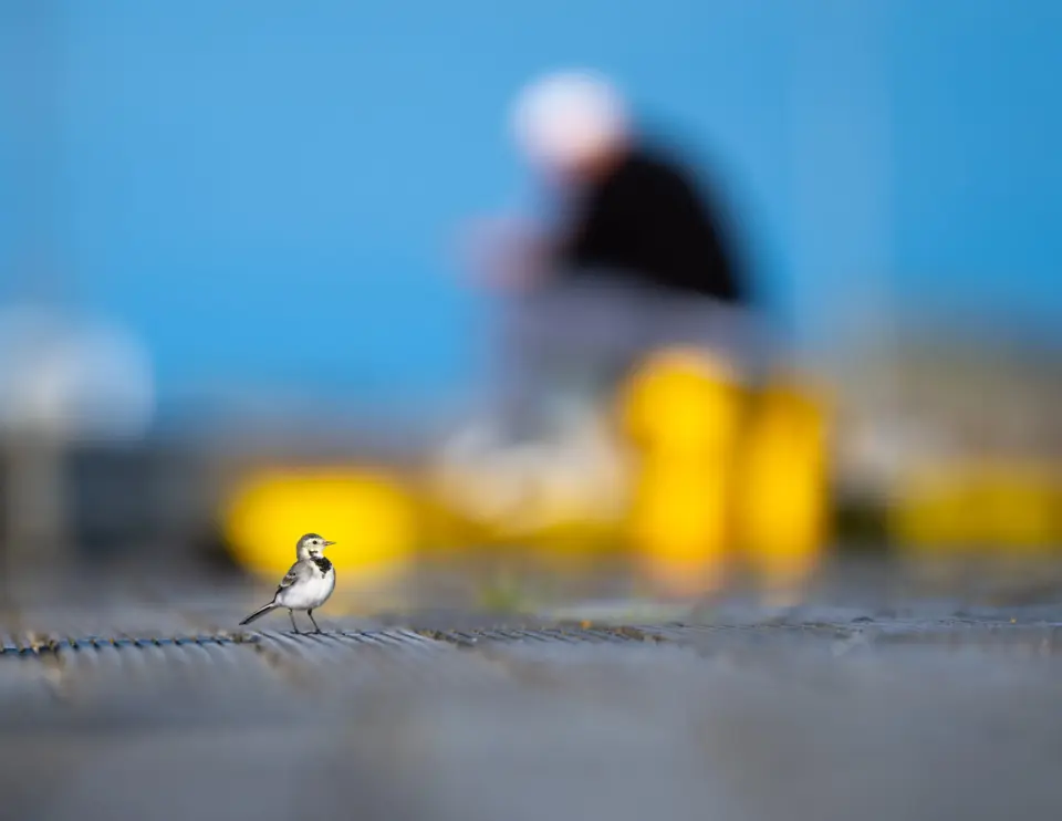 Following Birds, Finding People: Discovering Iceland Through Birding