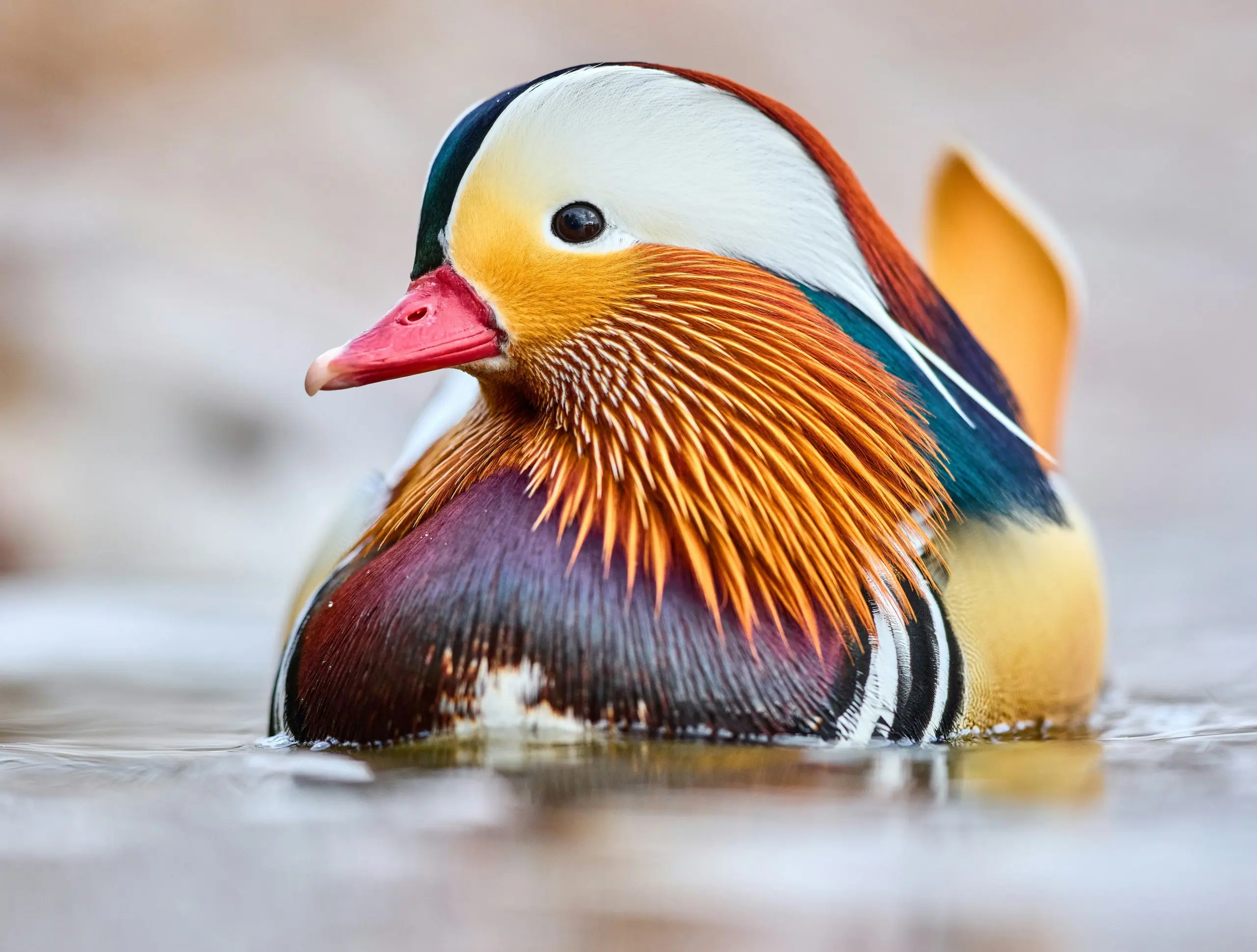 Mandarin Duck Spotted In Hafnarfjörður