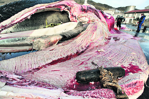 How Long It Takes A Whale To Die Kept Secret